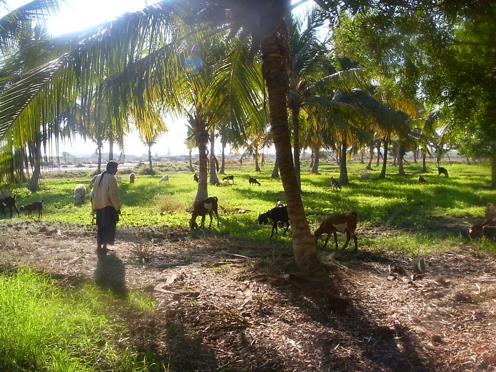 sindh