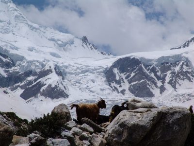 nanga parbat expedition