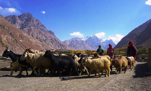 minglik sar trek