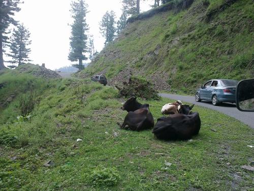 thandiani & abbottabad tour